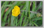 Le fioriture di primavera; fiore piante e colori d'Abruzzo