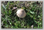 I Colori dell'autunno in Abruzzo: un fungo della famiglia dei Lepiota. Questi funghi non devono essere raccolti dagli inesperti in quanto spesso si confondono con altri della stessa specie (Lepiota Helveola) che provoca delle intossicazioni molto gravi ed in alcuni casi mortali.