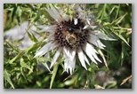 I Colori dell'estate in Abruzzo