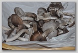 I Colori dell'autunno in Abruzzo: Tricholoma terreum o moretta, buon fungo dei boschi d'Abruzzo. ATTENZIONE!!!! Questo fungo deve essere raccolto solo da trovatori esperti in quanto si confonde molto facilmente con il Tricholoma pardinum (Agarico tigrino) ed il Tricholoma groanense, due tipi di funghi a cui vengono addebitate gravi intossicazioni.