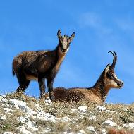 Gli animali