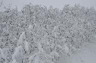 Campo Felice sotto una fitta nevicata