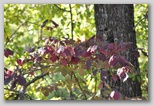 I Colori dell'autunno in Abruzzo