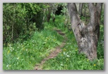 Le fioriture di primavera; fiore piante e colori d'Abruzzo