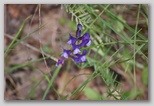Le fioriture di primavera; fiore piante e colori d'Abruzzo
