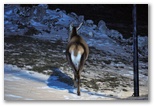 Female deer grazing at night at the entrance to the trail to Val Di Rose in Civitella Alfedena. The deer shown is a female and therefore has no antlers