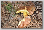 I Colori dell'autunno in Abruzzo: un boleto giallo