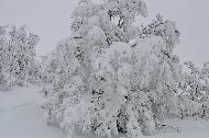 Campo Felice sotto una fitta nevicata