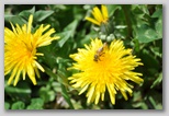 Le fioriture di primavera; fiore piante e colori d'Abruzzo