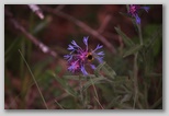 Le fioriture di primavera; fiore piante e colori d'Abruzzo