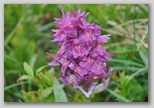 Le fioriture di primavera; fiore piante e colori d'Abruzzo