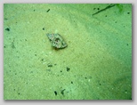 Naturschutzgebiet Punta Aderci in der Trabocchi‑Region im Süden der Abruzzen.