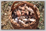 I Colori dell'autunno in Abruzzo: i Prataioli (Agaricus Campestris), ottimo fungo dei monti in Abruzzo