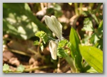 Le fioriture di primavera; fiore piante e colori d'Abruzzo
