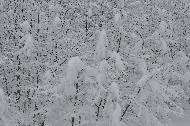 Campo Felice sotto una fitta nevicata