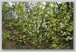 Le fioriture di primavera; fiore piante e colori d'Abruzzo