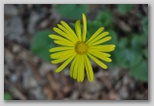 Le fioriture di primavera; fiore piante e colori d'Abruzzo