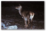 Female deer grazing at night at the entrance to the trail to Val Di Rose in Civitella Alfedena. The deer shown is a female and therefore has no antlers