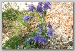 Le fioriture di primavera; fiore piante e colori d'Abruzzo