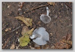 I Colori dell'autunno in Abruzzo: Tricholoma terreum o moretta, buon fungo dei boschi d'Abruzzo. ATTENZIONE!!!! Questo fungo deve essere raccolto solo da trovatori esperti in quanto si confonde molto facilmente con il Tricholoma pardinum (Agarico tigrino) ed il Tricholoma groanense, due tipi di funghi a cui vengono addebitate gravi intossicazioni.