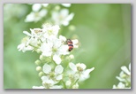 Le fioriture di primavera; fiore piante e colori d'Abruzzo