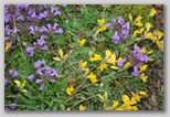 Le fioriture di primavera; fiore piante e colori d'Abruzzo