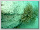 Riserva Naturale di Punta Aderci nella zona dei Trabocchi nel sud dell'Abruzzo.