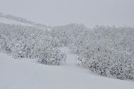 Campo Felice sotto una fitta nevicata
