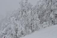Campo Felice sotto una fitta nevicata
