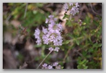 Le fioriture di primavera; fiore piante e colori d'Abruzzo