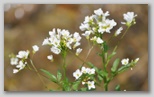 Le fioriture di primavera; fiore piante e colori d'Abruzzo