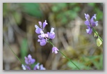 Le fioriture di primavera; fiore piante e colori d'Abruzzo