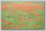 Le fioriture di primavera; fiore piante e colori d'Abruzzo