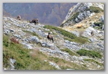 Val di Rose in the Abruzzo, Lazio and Molise National Park: the Abruzzo chamois