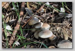 I Colori dell'autunno in Abruzzo: i piopparelli (Agrocybe cylindracea), ottimi funghi tipici d'Abruzzo