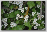 Le fioriture di primavera; fiore piante e colori d'Abruzzo