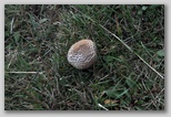 I Colori dell'autunno in Abruzzo: un fungo della famiglia dei Lepiota. Questi funghi non devono essere raccolti dagli inesperti in quanto spesso si confondono con altri della stessa specie (Lepiota Helveola) che provoca delle intossicazioni molto gravi ed in alcuni casi mortali.