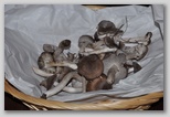 I Colori dell'autunno in Abruzzo: Tricholoma terreum o moretta, buon fungo dei boschi d'Abruzzo. ATTENZIONE!!!! Questo fungo deve essere raccolto solo da trovatori esperti in quanto si confonde molto facilmente con il Tricholoma pardinum (Agarico tigrino) ed il Tricholoma groanense, due tipi di funghi a cui vengono addebitate gravi intossicazioni.