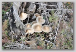 I Colori dell'autunno in Abruzzo: i piopparelli (Agrocybe cylindracea), ottimi funghi tipici d'Abruzzo
