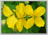 Le fioriture di primavera; fiore piante e colori d'Abruzzo