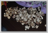 I prataioli (Agaricus Campestris)