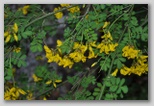 Le fioriture di primavera; fiore piante e colori d'Abruzzo