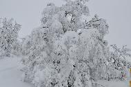 Campo Felice sotto una fitta nevicata