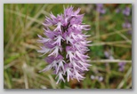 Le fioriture di primavera; fiore piante e colori d'Abruzzo