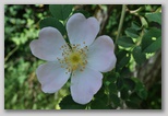 Le fioriture di primavera; fiore piante e colori d'Abruzzo
