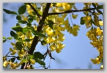 Le fioriture di primavera; fiore piante e colori d'Abruzzo