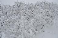 Campo Felice sotto una fitta nevicata