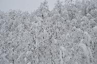 Campo Felice sotto una fitta nevicata
