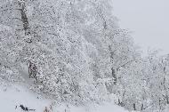 Campo Felice sotto una fitta nevicata