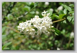 Le fioriture di primavera; fiore piante e colori d'Abruzzo